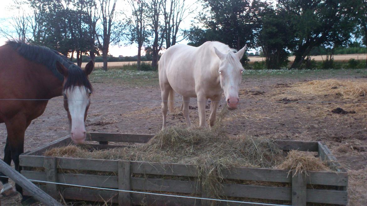 Palomino Groovy Day billede 20