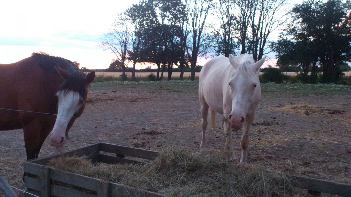 Palomino Groovy Day billede 21