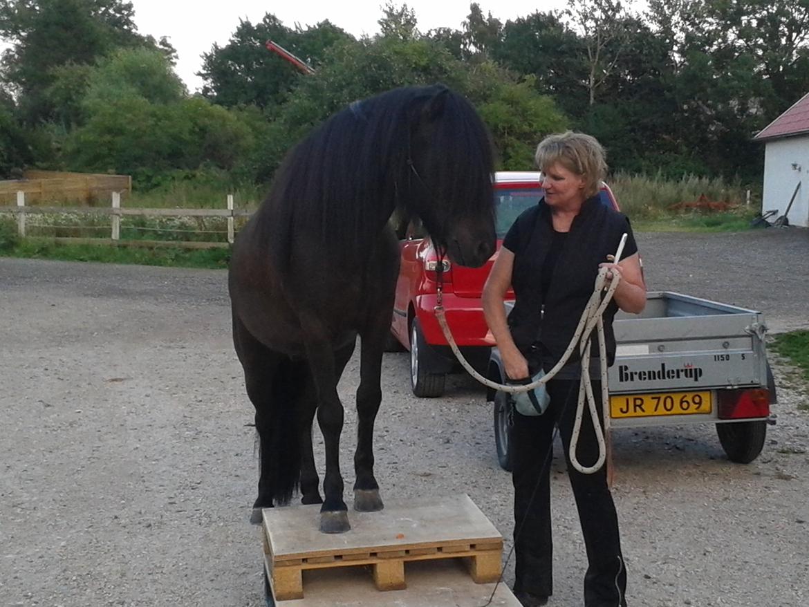 Islænder Grani fra Rimmensgaard billede 9