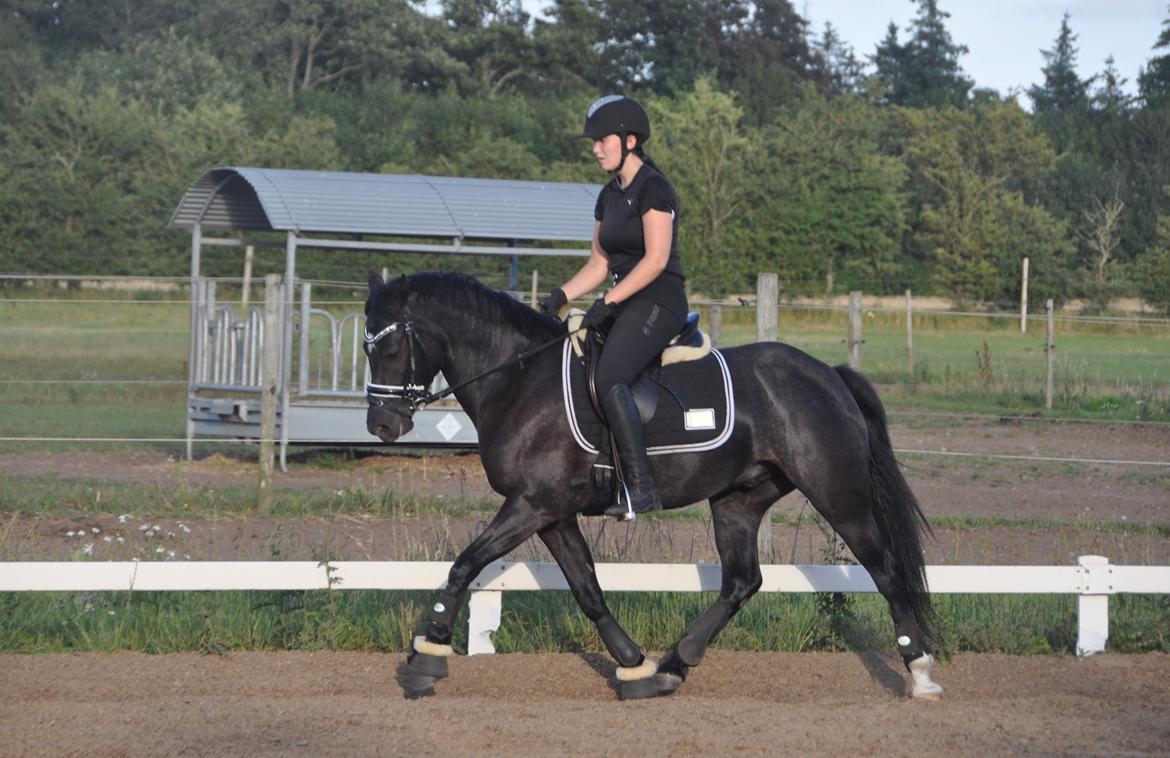 Welsh Partbred (Sec F) Bjerregårds Rhett billede 17