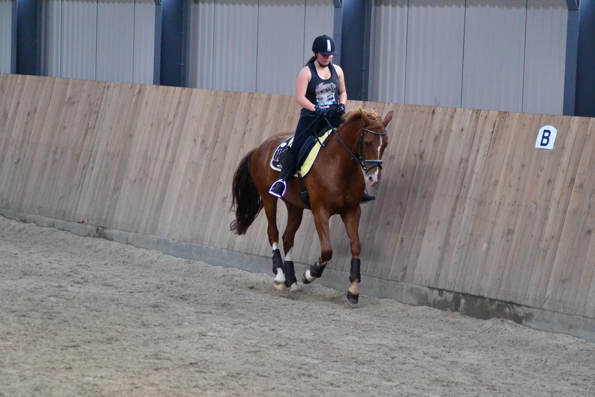 Dansk Varmblod Schnell's Disco Dancer - 2 gang jeg var oppe og prøve hende -  den dag hun også kom hjem til mig <3
30-7-2013 billede 7