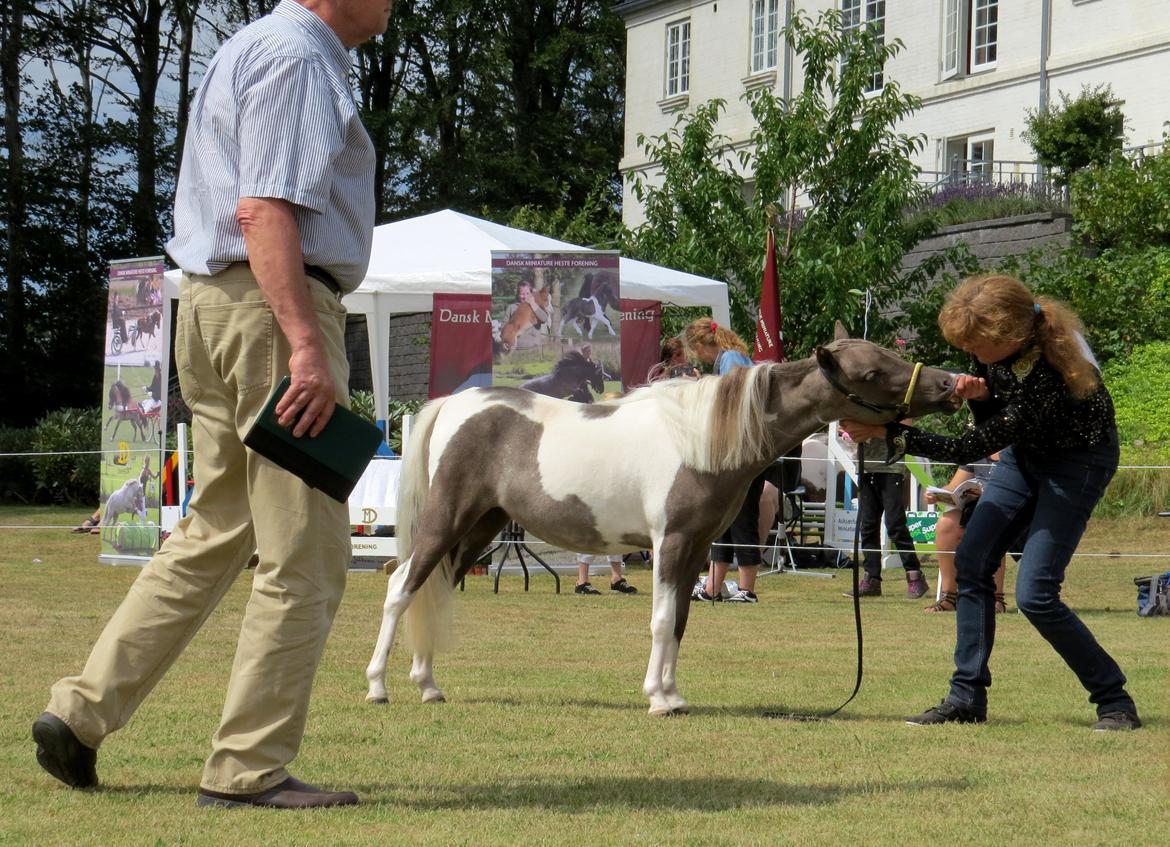 Belgisk Miniature MHS Ultra Denique Showgirl - Holsted 3/8-2013 billede 28