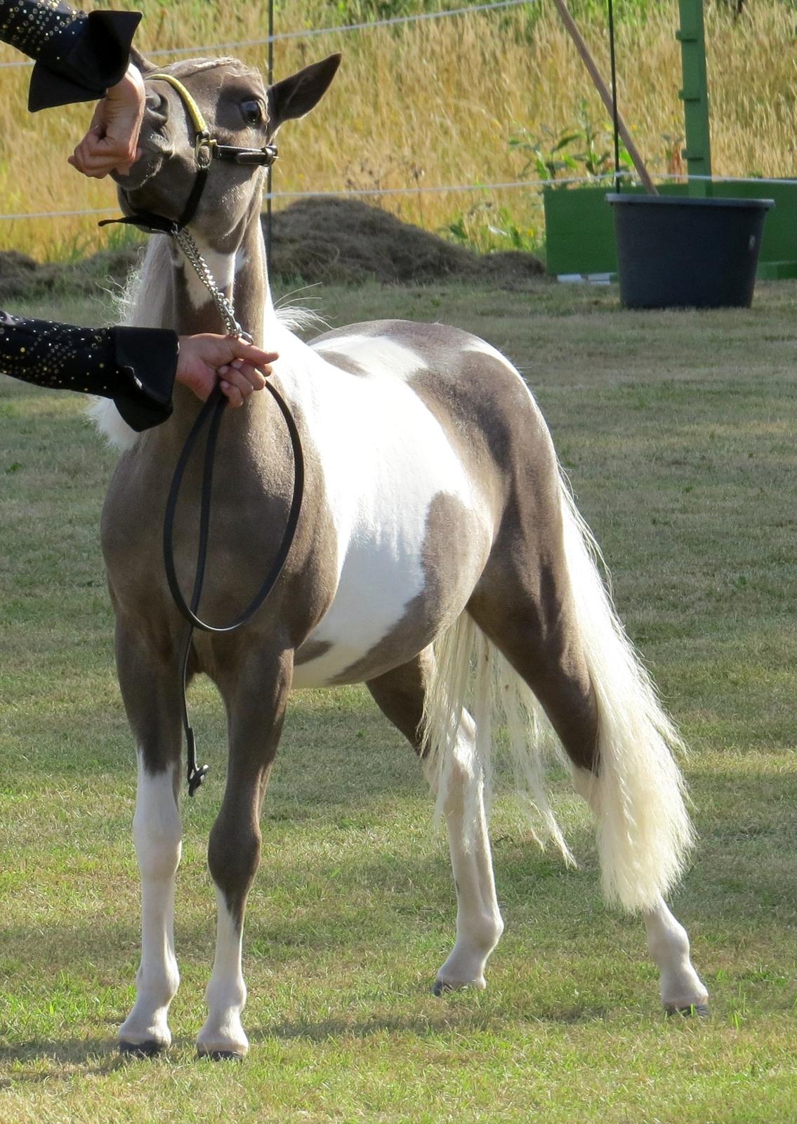 Belgisk Miniature MHS Ultra Denique Showgirl - Holsted 3/8-2013 billede 29