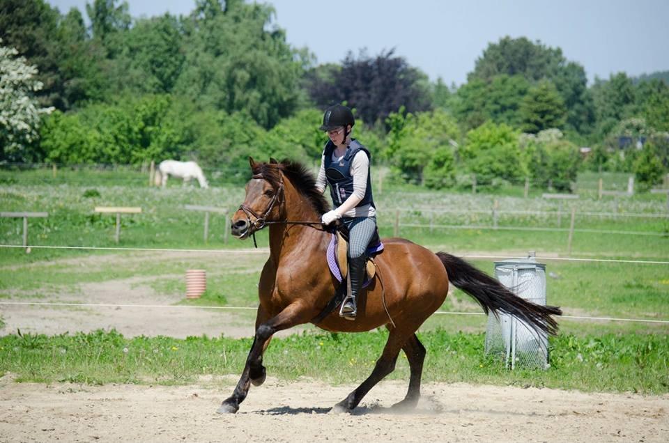 New Forest Megan (Megx) billede 13