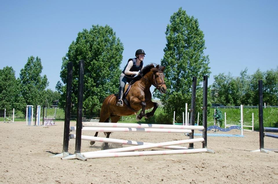 New Forest Megan (Megx) billede 15