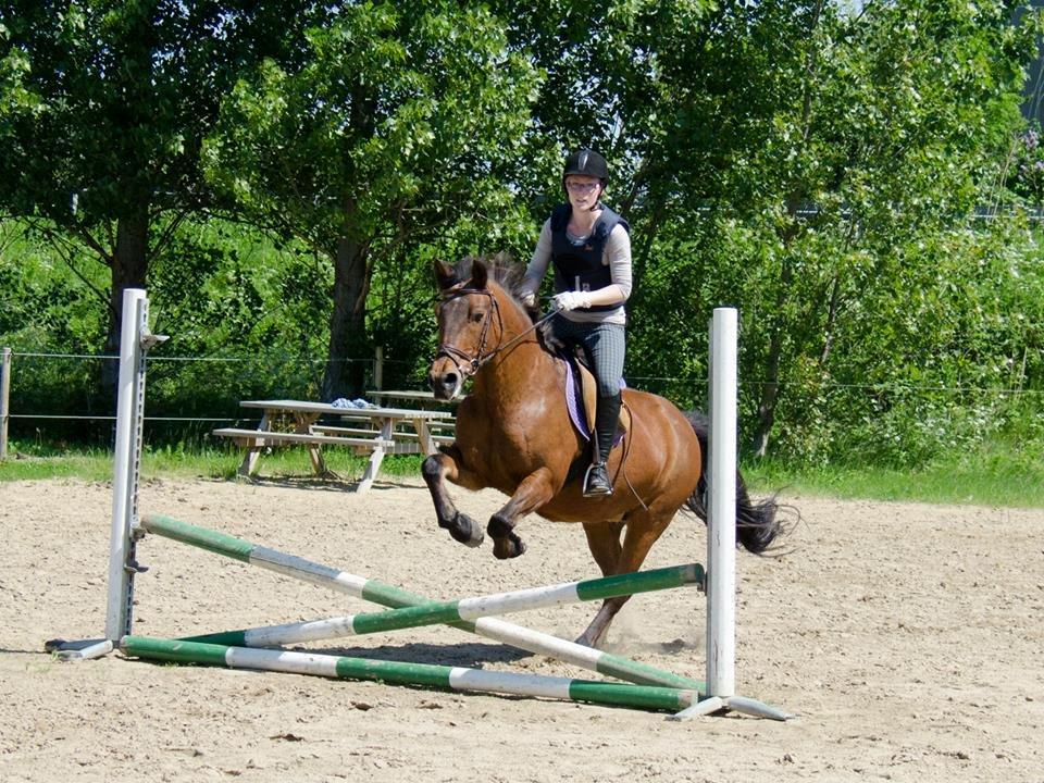 New Forest Megan (Megx) billede 16