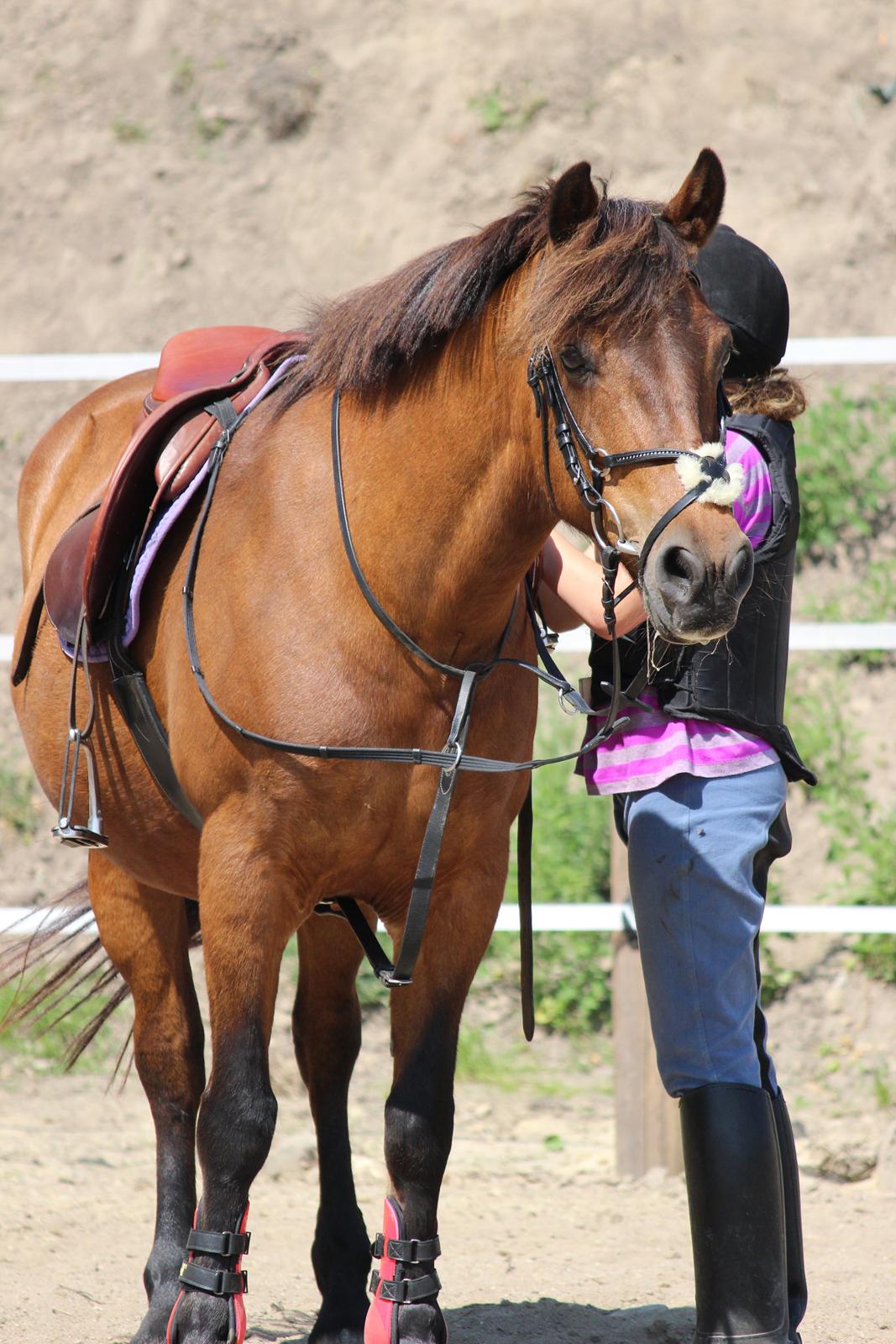 New Forest Megan (Megx) billede 18