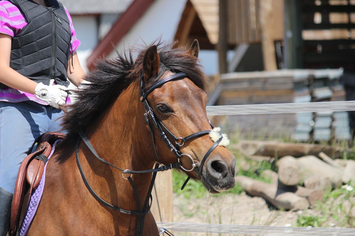 New Forest Megan (Megx) billede 19