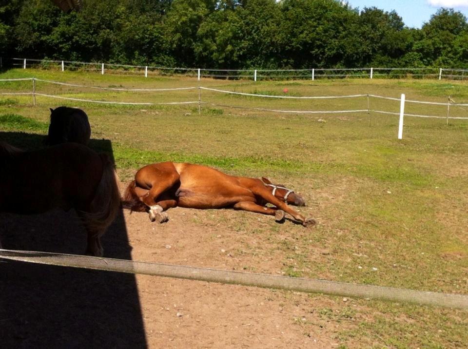 Anden særlig race Rocky - Møffe holder siesta (04.08.13 - Laura Mailand, mobil) billede 1
