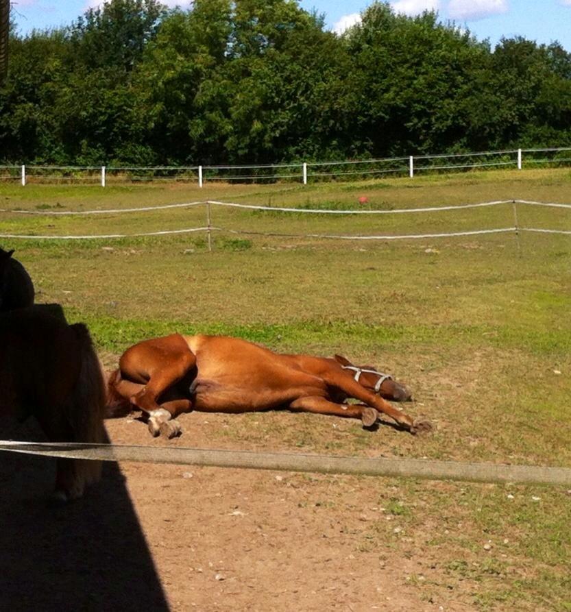 Anden særlig race Rocky - Sødeste Møffe <3 (04.08.13 - Laura Mailand, mobil) billede 6
