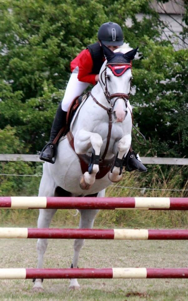 Anden særlig race Silver <3  -  At noget er perfekt, betyder ikke det er fejlfrit, men at du ikke ønsker det anderledes <3 Ponyugen 2013 - LB2** <3 Foto: Maria Galmstrup billede 12
