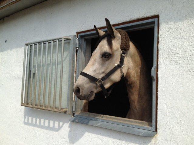 Connemara Følfods Ziggy Stardust - Tidl. hest - Ih, hvor spændende! Ziggy kigger på hoppemor og føl, der bliver læsset af til Connemara Show august 2013. Han fik 22 fine point og klarede hele dagen i stiv ungheste-hov.  billede 12