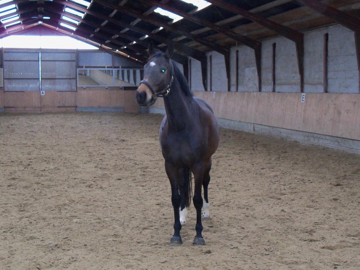 Holstener elona billede 1