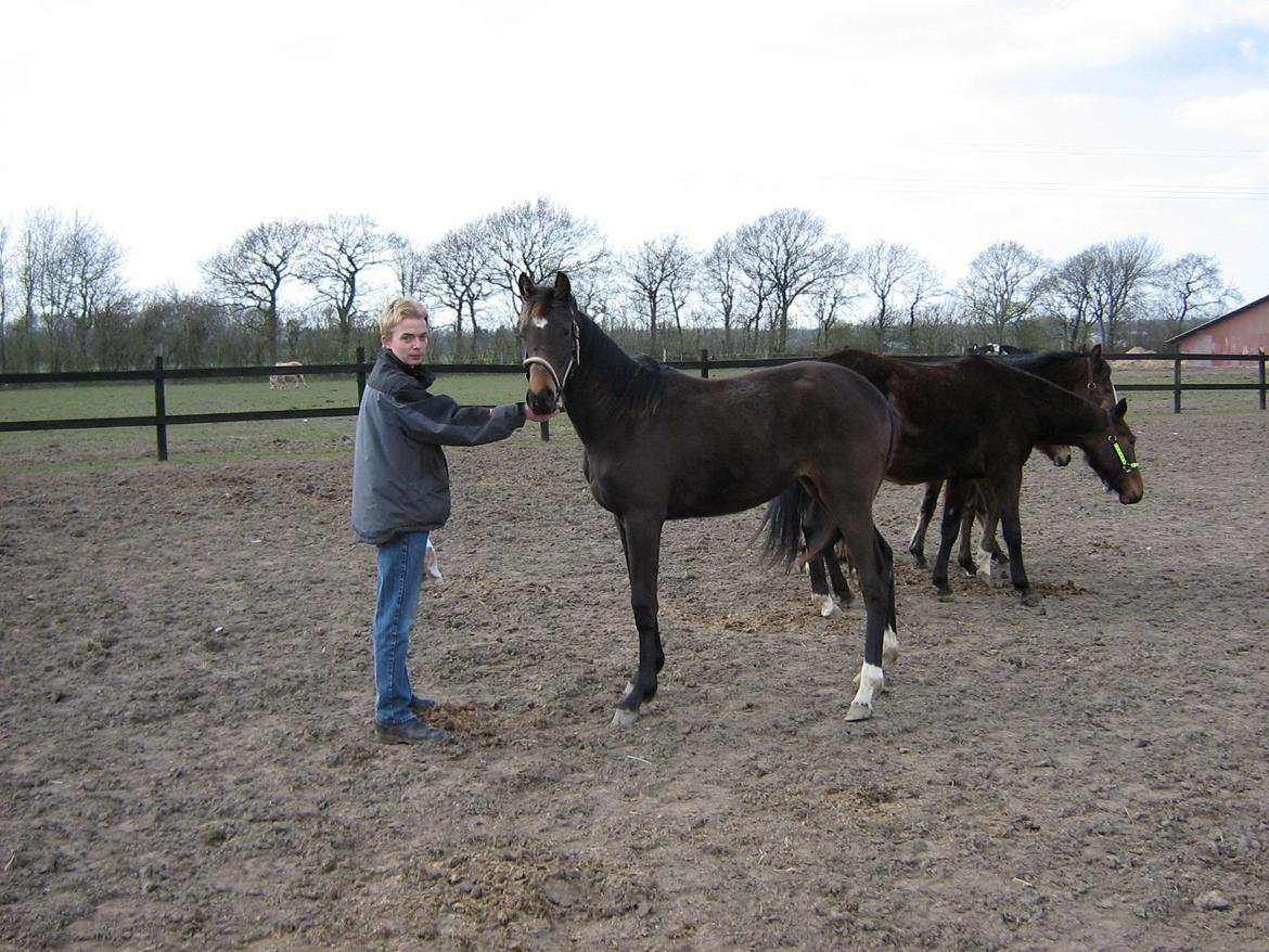 Holstener elona billede 2