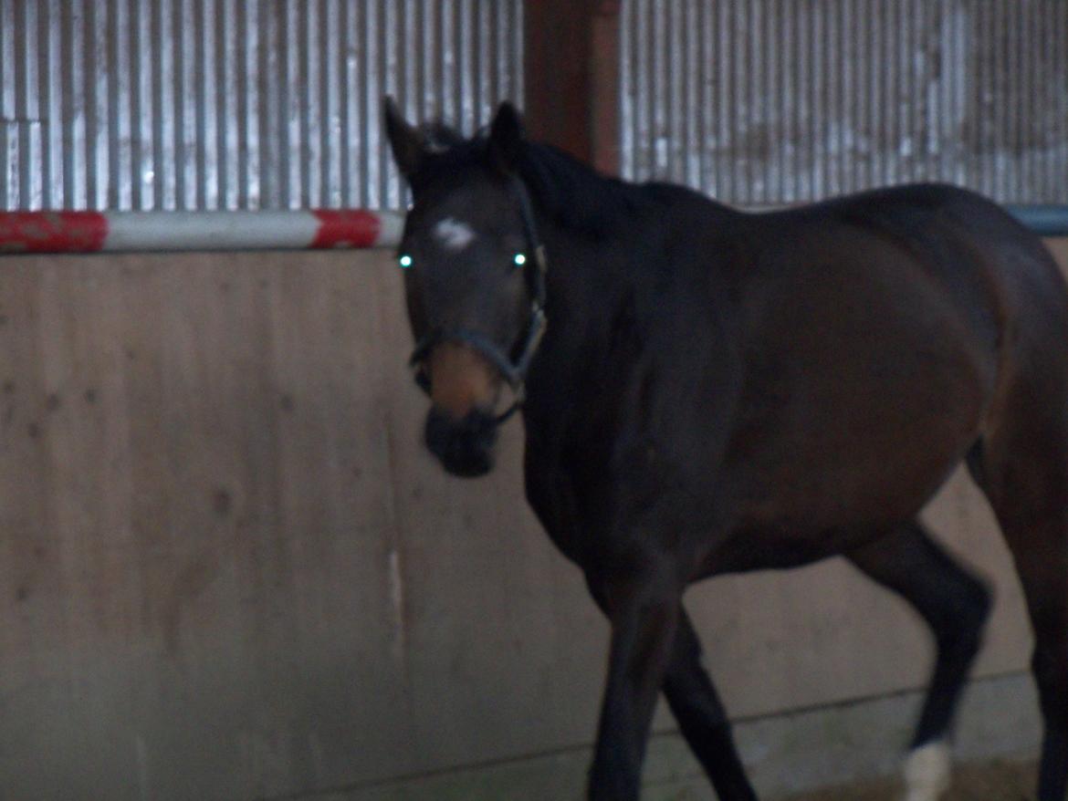 Holstener elona billede 4