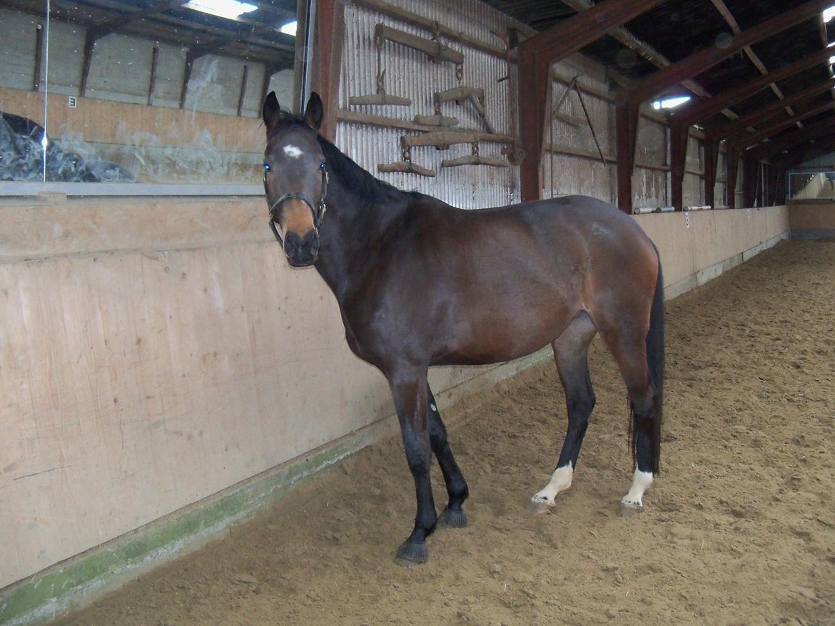 Holstener elona billede 5