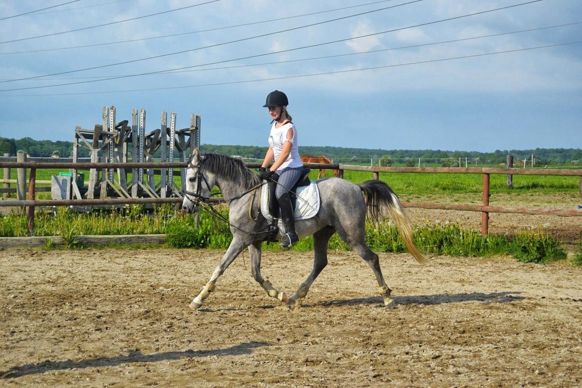 Anden særlig race Asgårds Frigg<3 - Hun ser lidt hidsig ud her, man kan tydeligt se hun har araber i sig! billede 18