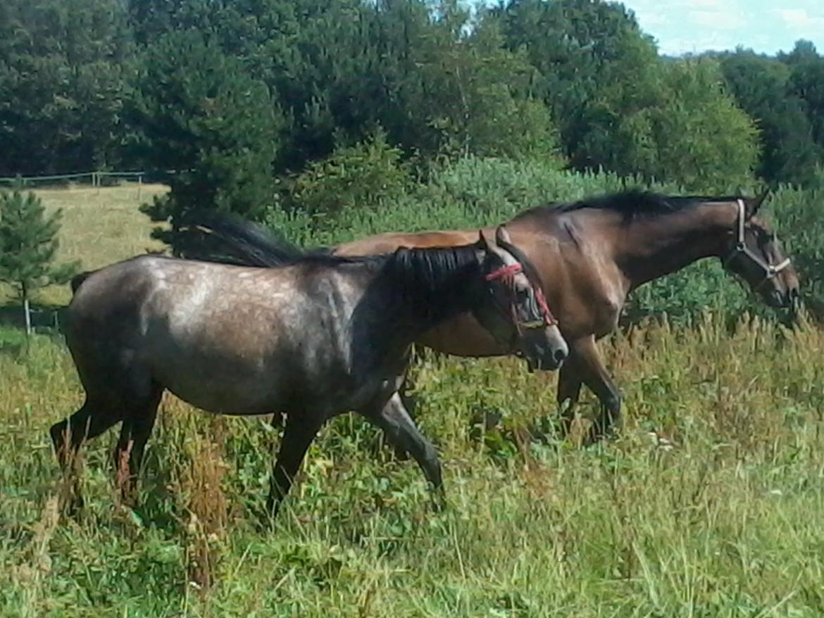 Dansk Varmblod SCHWANTE - D. 04/08-2013, folden undersøges sammen med Payback billede 12