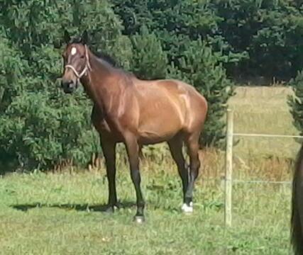 Dansk Varmblod SCHWANTE - D. 04/08-2013 billede 13