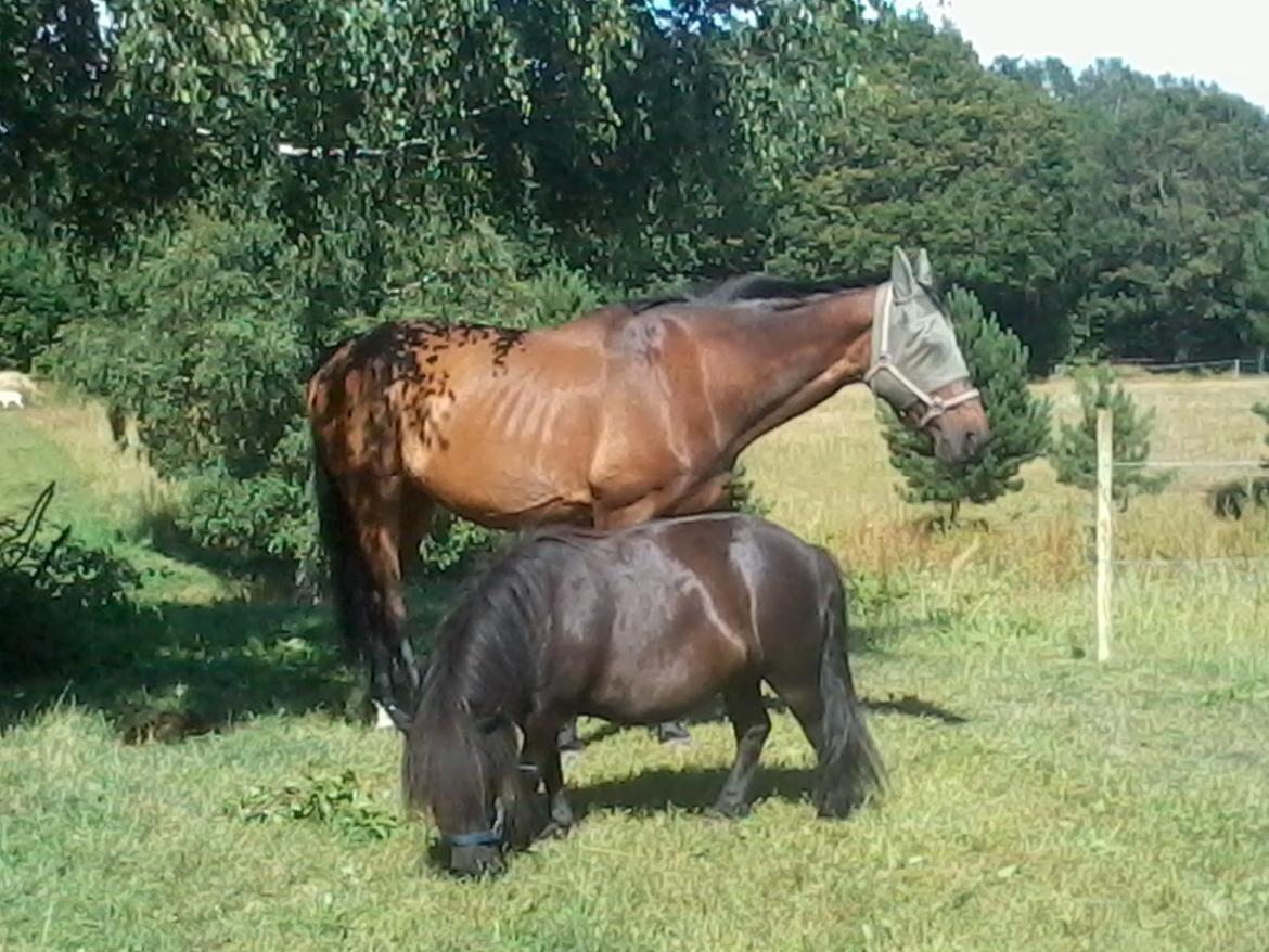 Dansk Varmblod SCHWANTE - D. 04/08-2013 Robin på 100cm, og Schwante på 176cm allerede gode venner :) billede 14