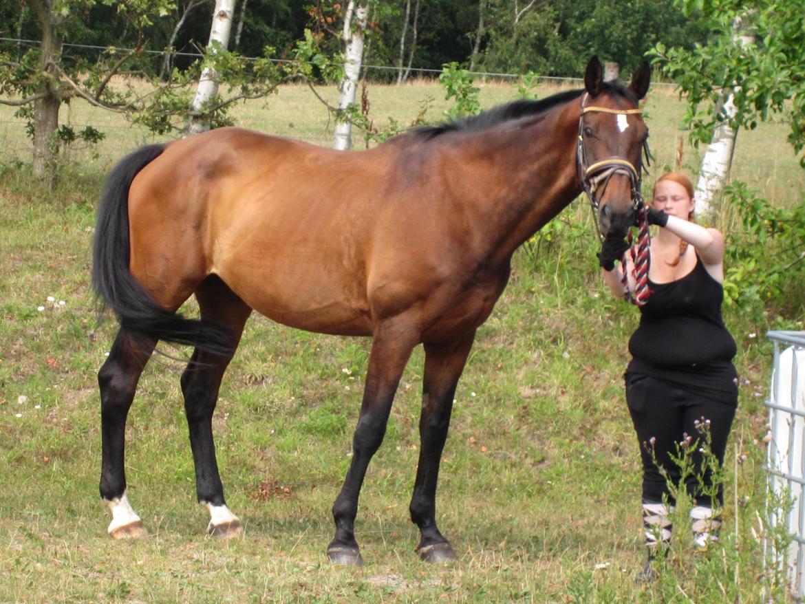 Dansk Varmblod SCHWANTE - D. 04/08-2013 Min store dejlige kæmpe og jeg endelige ude af traileren billede 16