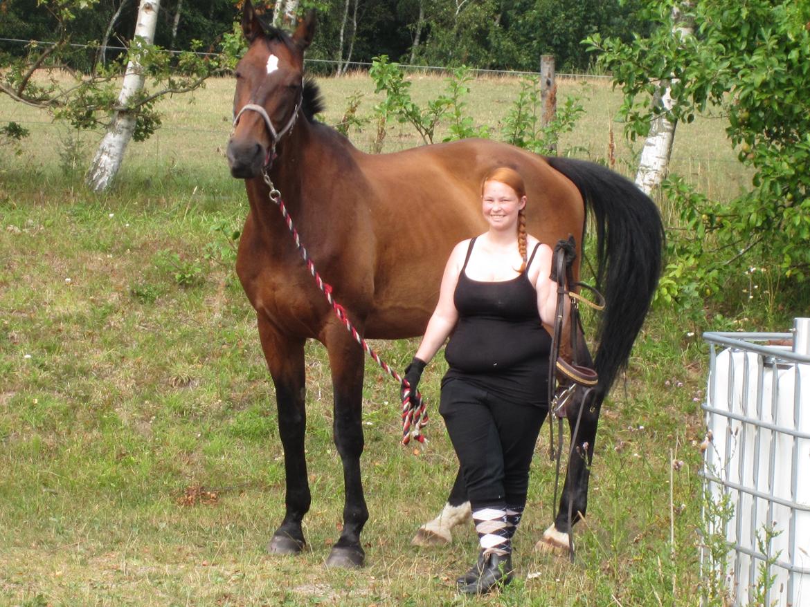 Dansk Varmblod SCHWANTE - D. 04/08-2013 billede 17