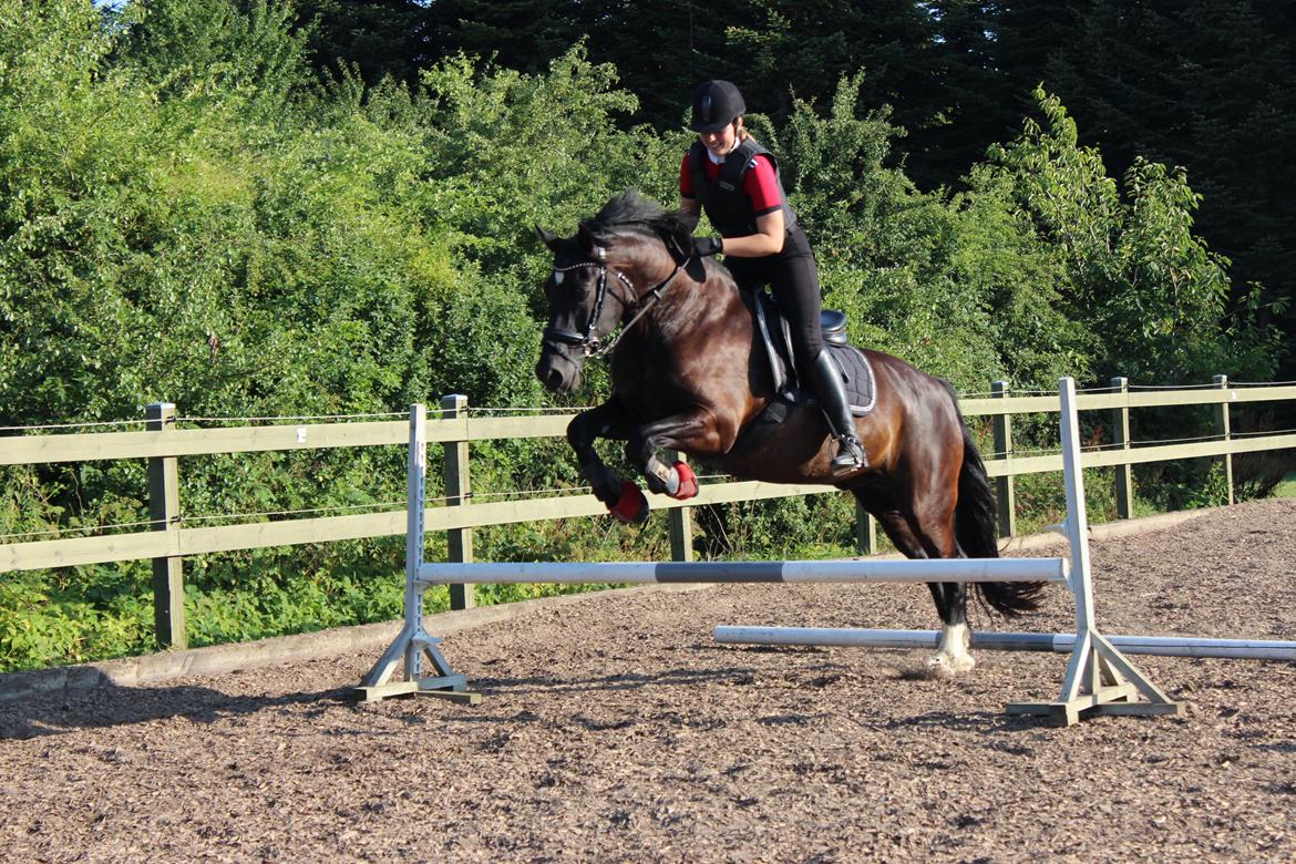 Welsh Cob (sec D) Dynamite Bogart billede 14