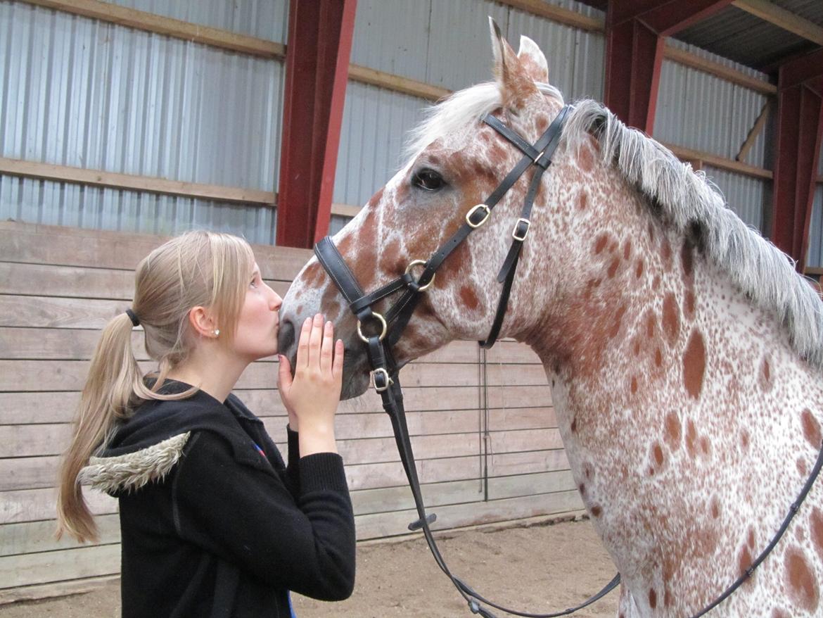 Knabstrupper COMETT - Den 1. juli 2013, ejet pletbassen i 3 år <3 Foto: mutti billede 22