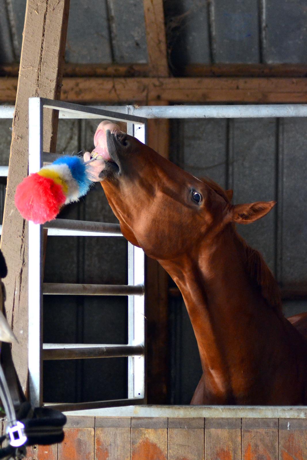 Dansk Varmblod Schnell's Disco Dancer - Gør rent med et smiil! ;)
4-8-2013
 billede 4