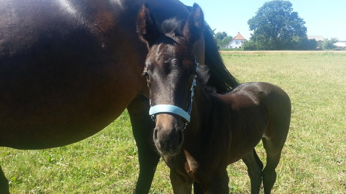 Anden særlig race Musique-Girl - Grime på for første gang billede 3