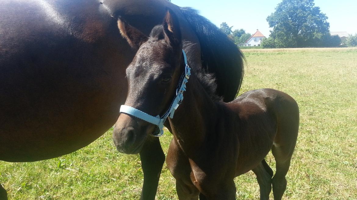 Anden særlig race Musique-Girl billede 4