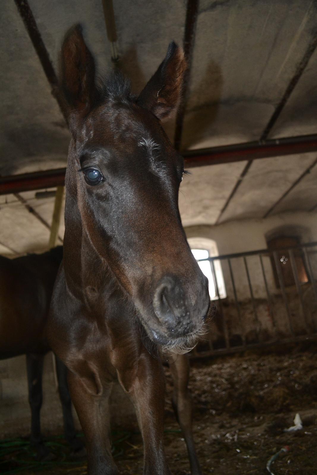 Anden særlig race Musique-Girl billede 5