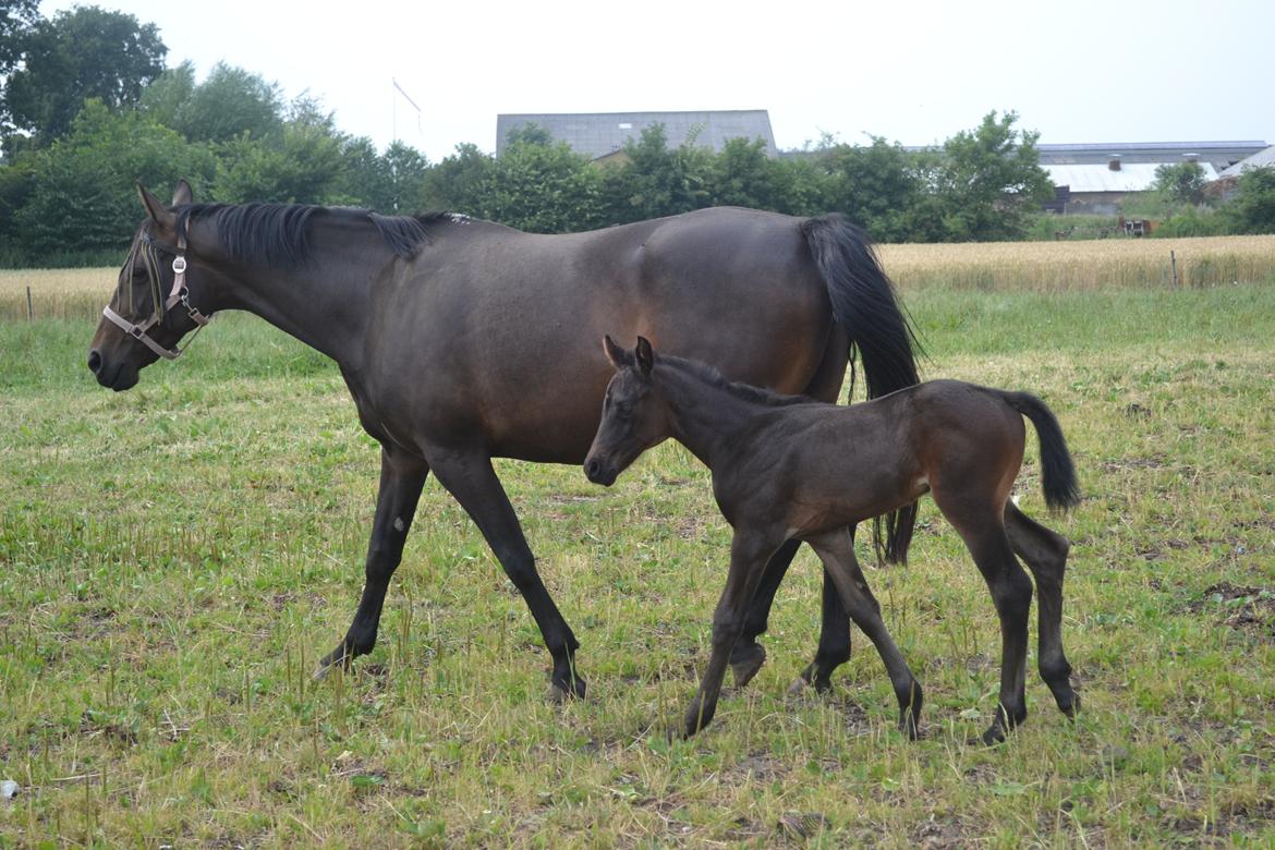 Anden særlig race Musique-Girl billede 6