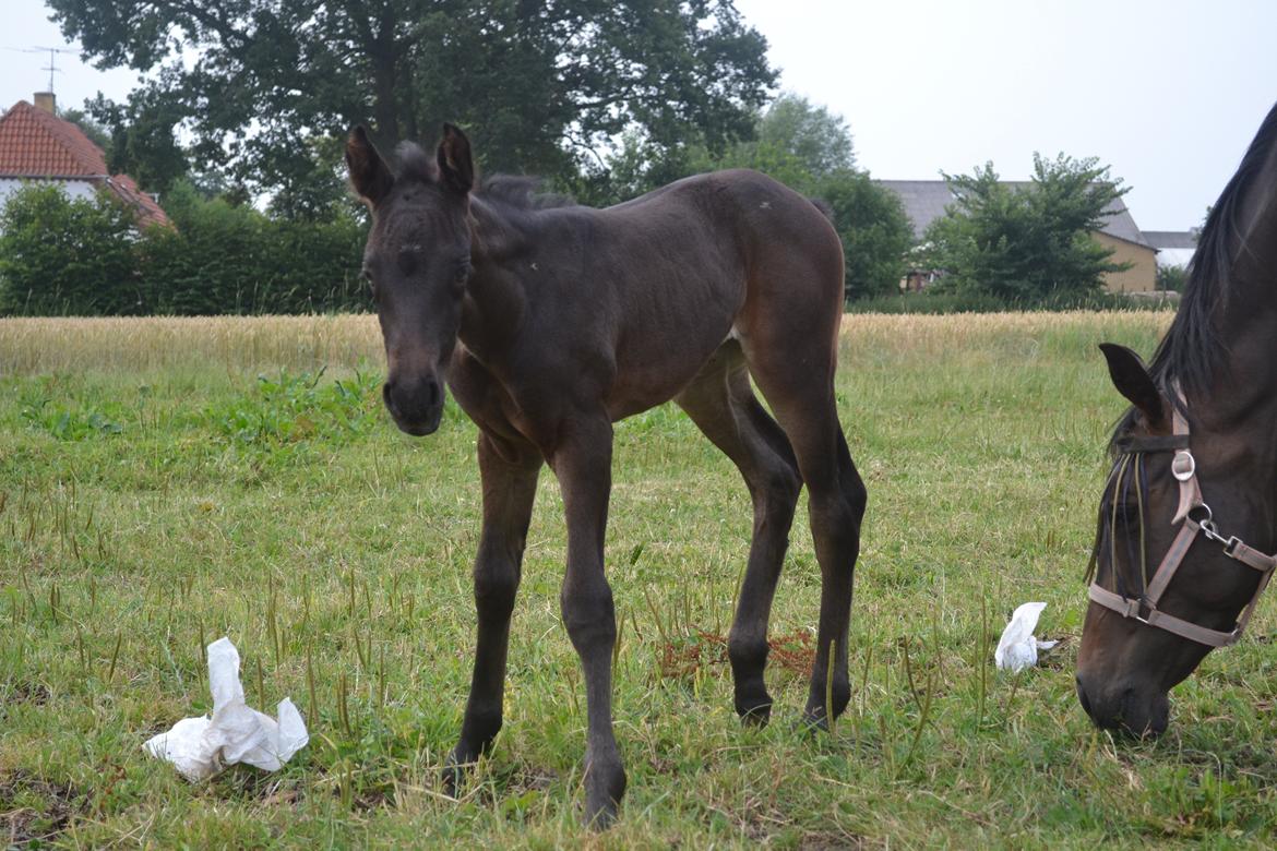 Anden særlig race Musique-Girl billede 7