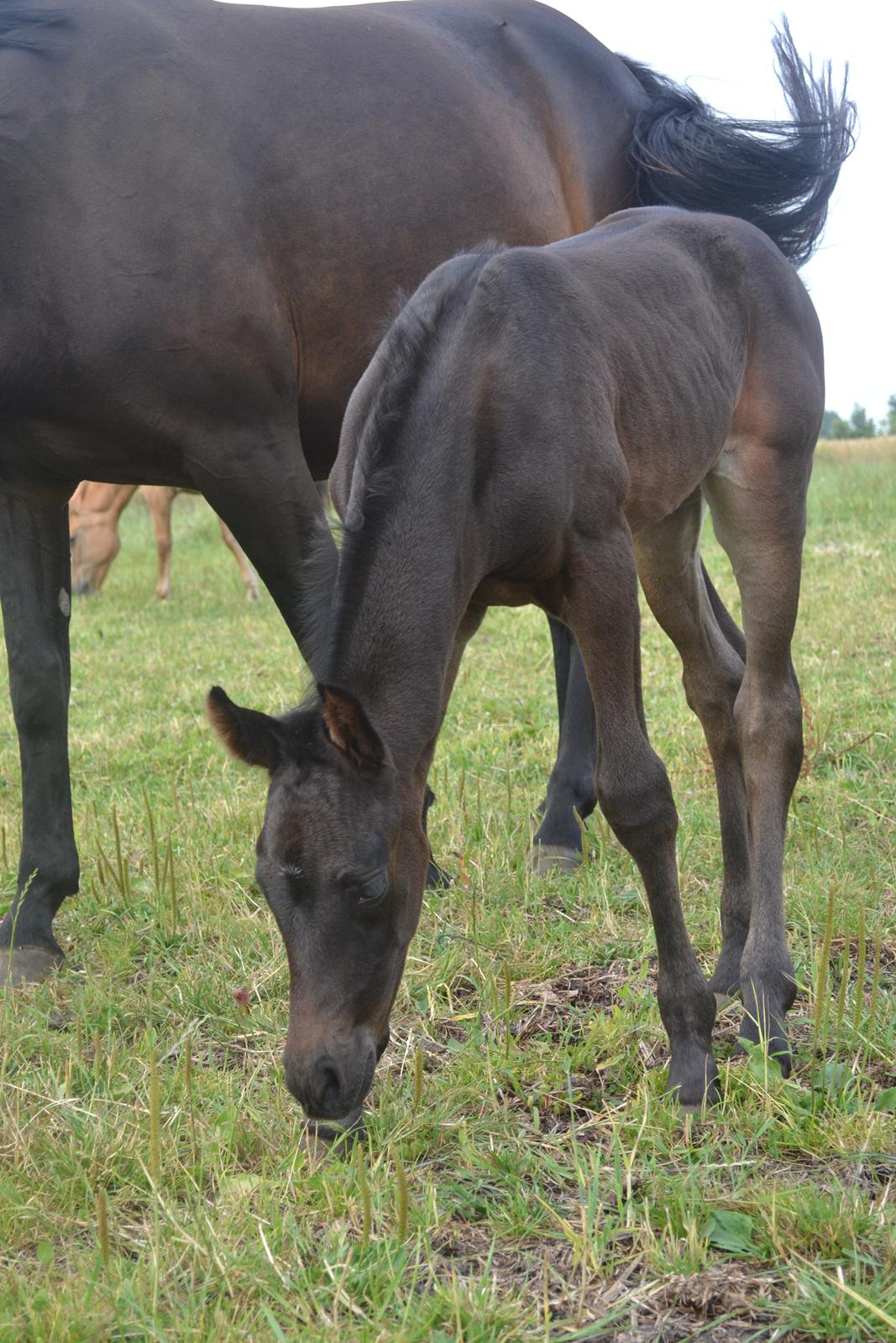 Anden særlig race Musique-Girl billede 8