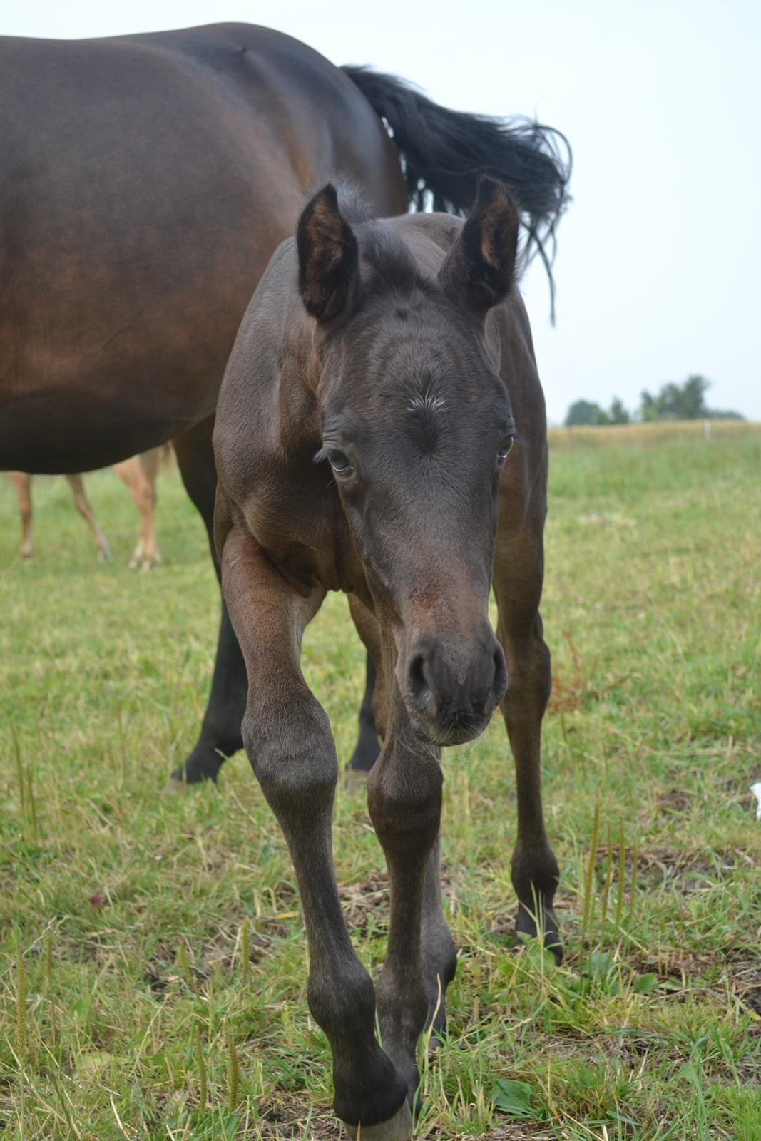 Anden særlig race Musique-Girl billede 9