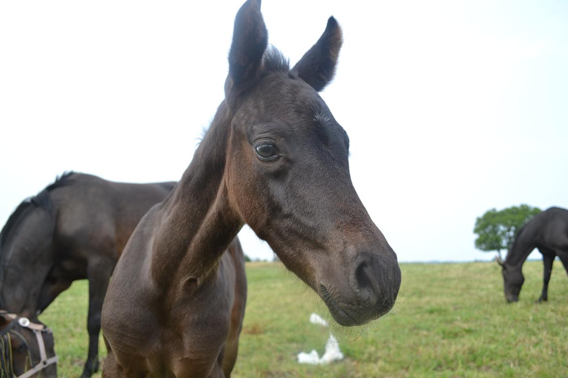 Anden særlig race Musique-Girl billede 10