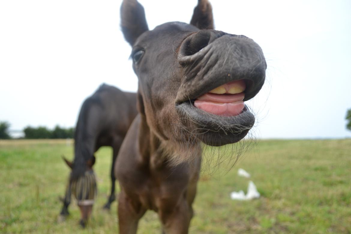 Anden særlig race Musique-Girl billede 11