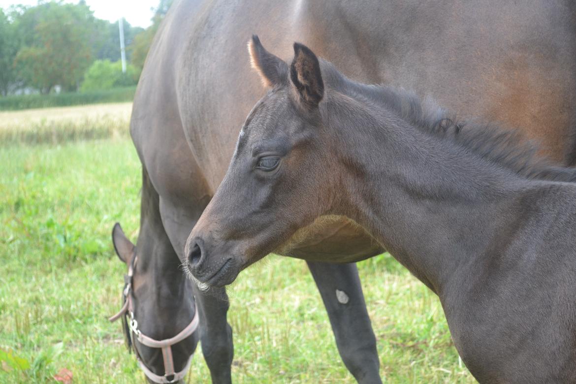 Anden særlig race Musique-Girl billede 12