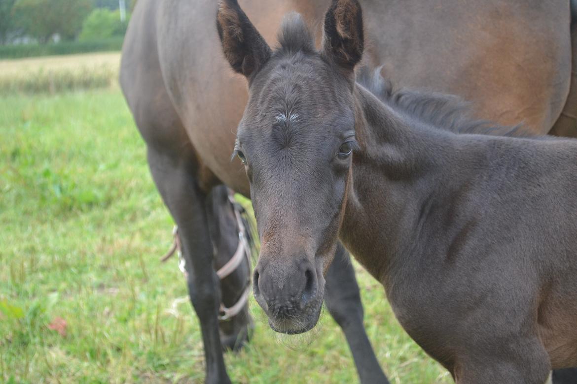 Anden særlig race Musique-Girl billede 13