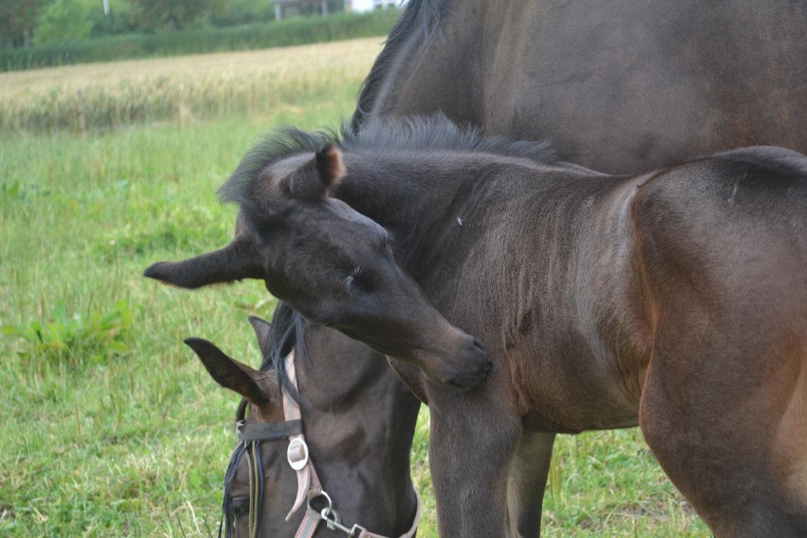Anden særlig race Musique-Girl billede 14