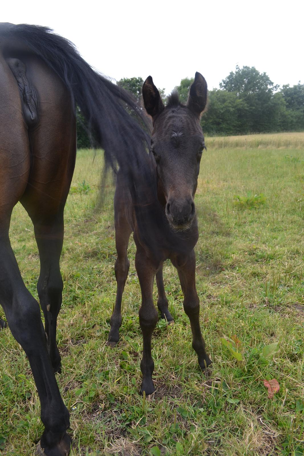 Anden særlig race Musique-Girl billede 15