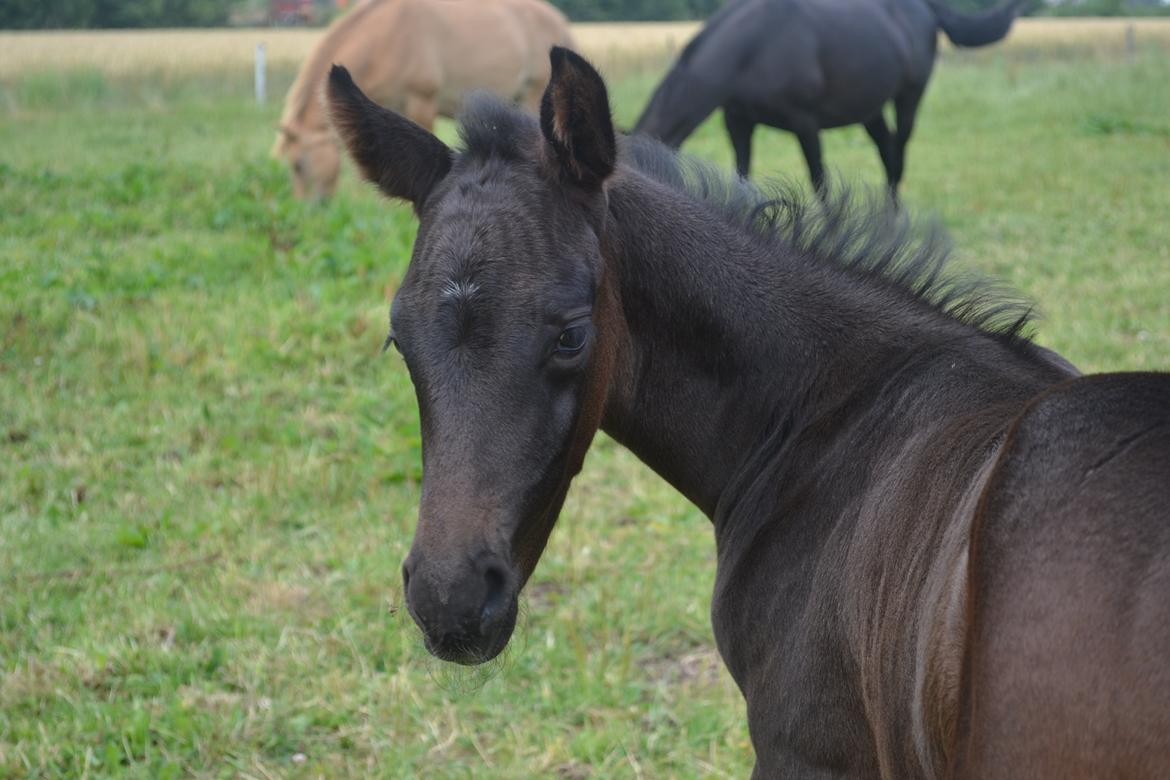 Anden særlig race Musique-Girl billede 2