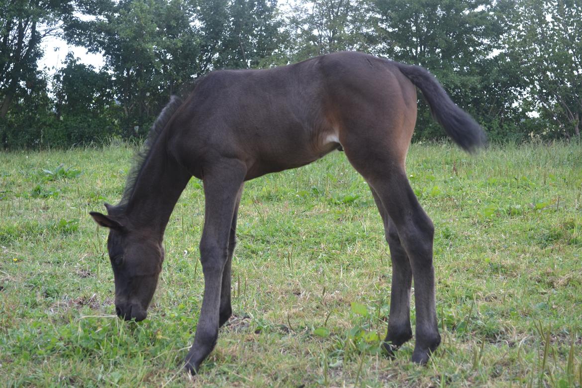 Anden særlig race Musique-Girl billede 16
