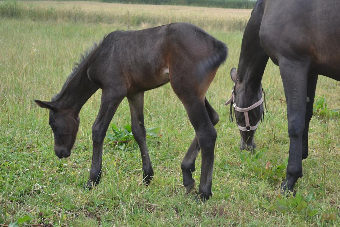 Anden særlig race Musique-Girl billede 17