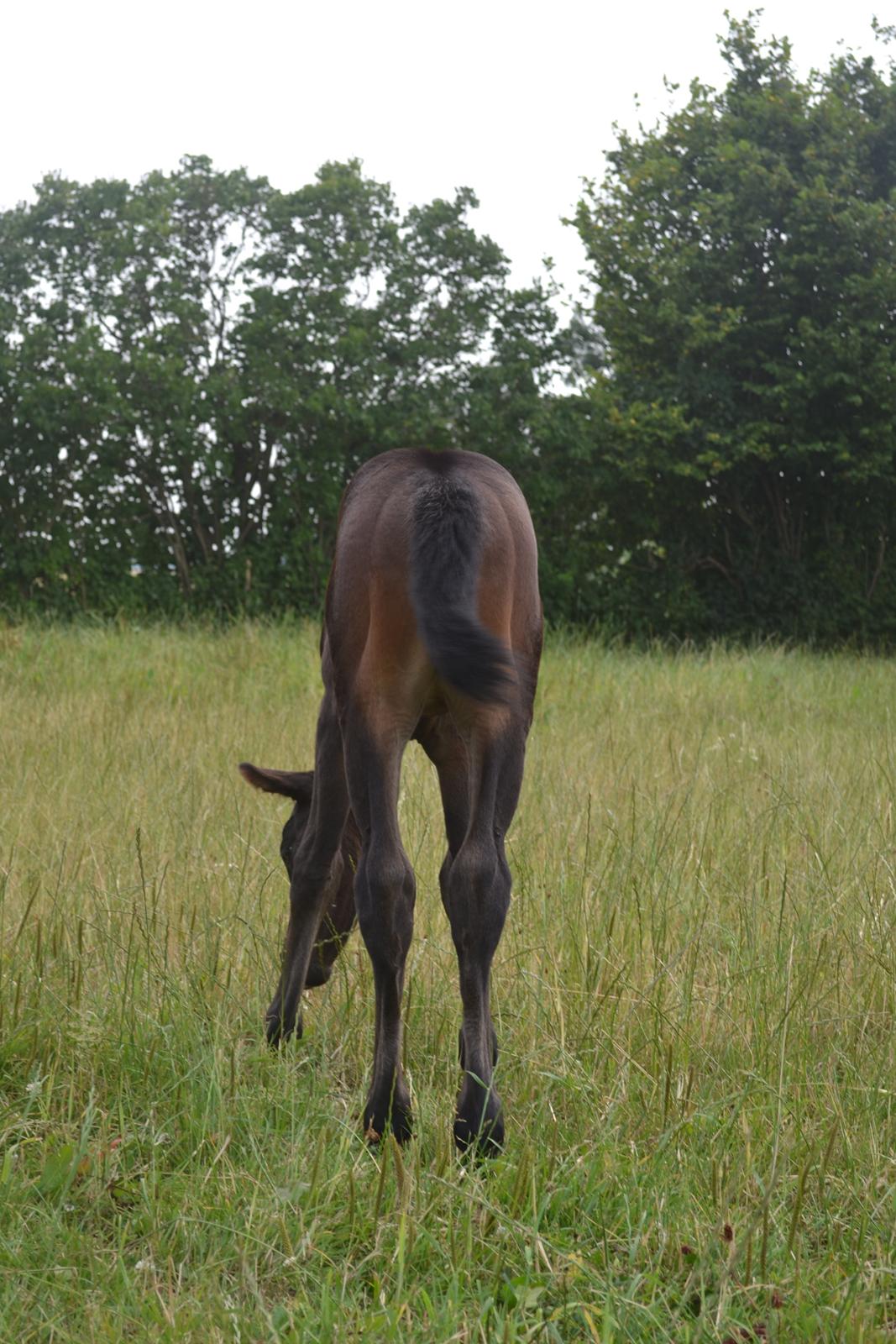 Anden særlig race Musique-Girl billede 18