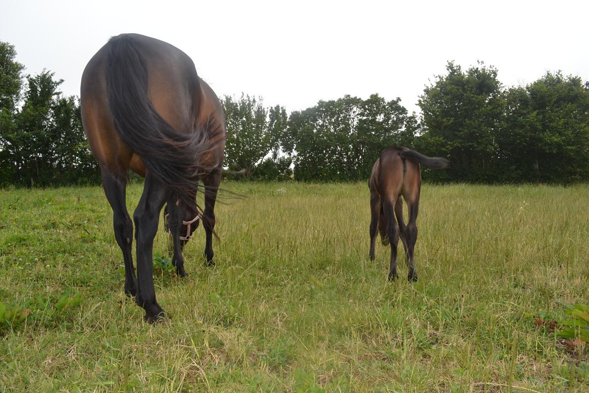 Anden særlig race Musique-Girl billede 19