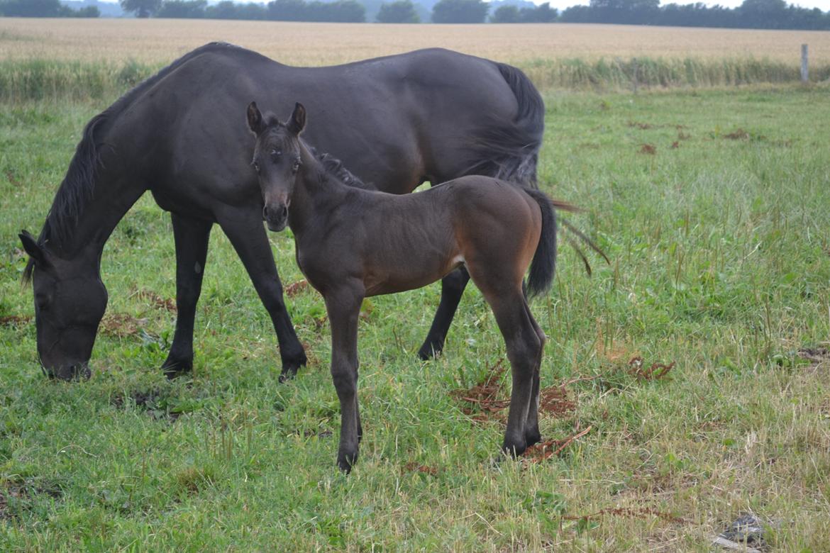 Anden særlig race Musique-Girl billede 20