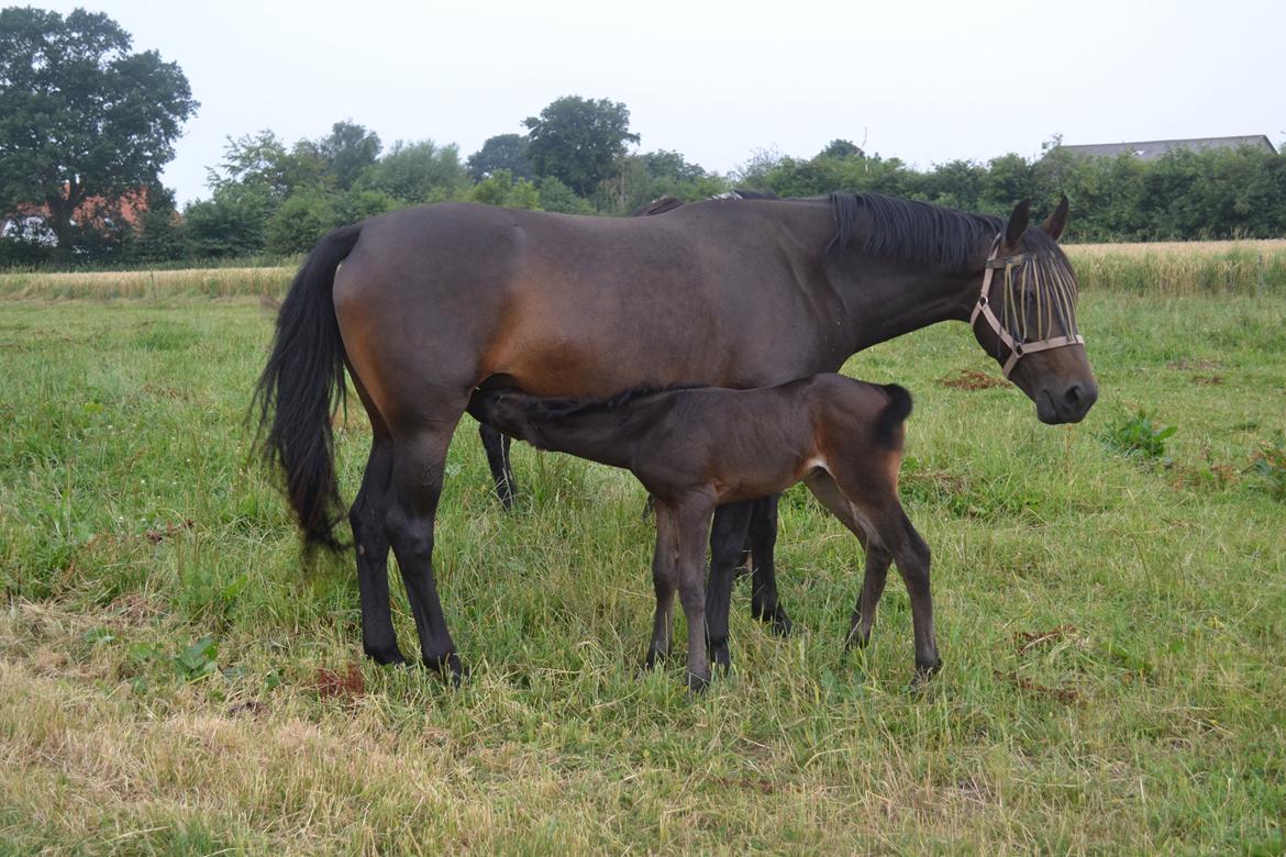 Anden særlig race Musique-Girl billede 21
