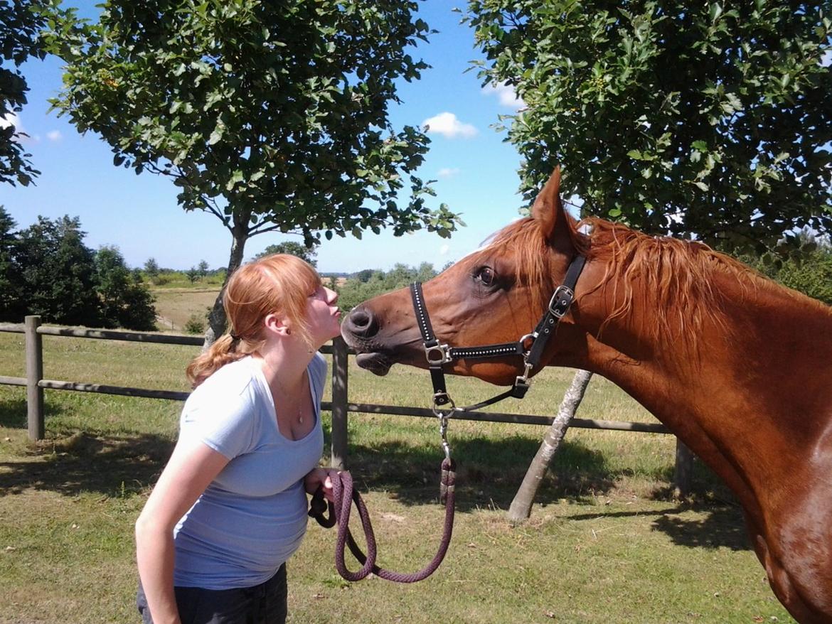 Arabisk fuldblod (OX) Milagro - Møs <3 (august '13) billede 18